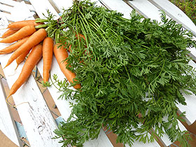 Botte de carottes nouvelles